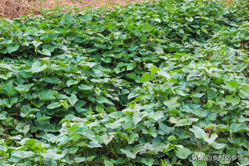 红薯什么时候种植最好「红薯什么时候种植最好 时间」